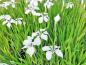 Mobile Preview: Sumpfschwertlilie weiß - Iris laevigata Alba